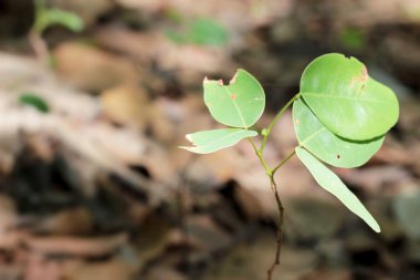 Yeşil doğa sonbahar yaprakları