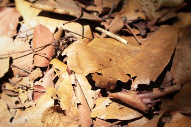 doğa, kurutulmuş yaprakları