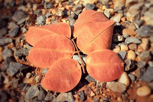 Folhas secas com a natureza — Fotografia de Stock