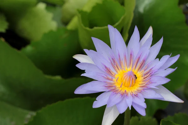 Primer plano colorido de flor de loto —  Fotos de Stock