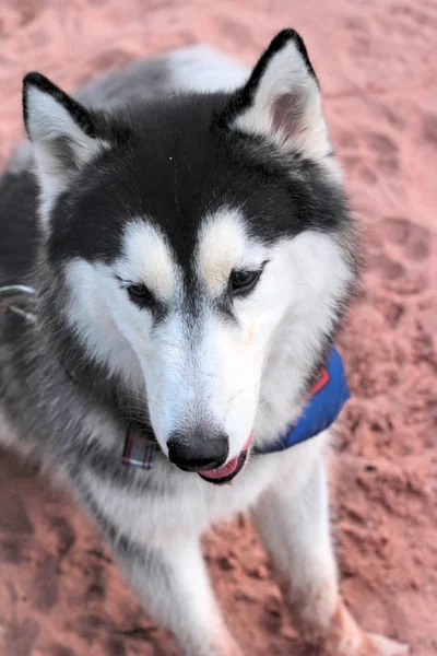 Siberian Husky cane seduto sulla spiaggia — Foto Stock