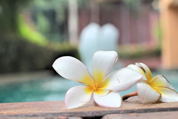 Plumeria flor e piscina azul ondulado detalhe da água — Fotografia de Stock