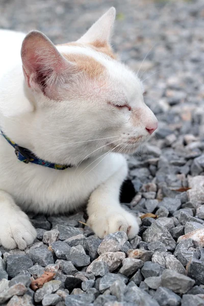 Gato durmiendo — Foto de Stock