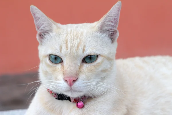 Kucing yang indah duduk dan melihat — Stok Foto