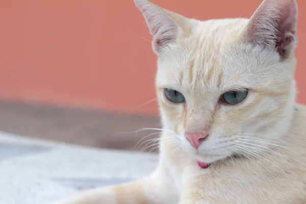 Gato hermoso sentado y mirando — Foto de Stock