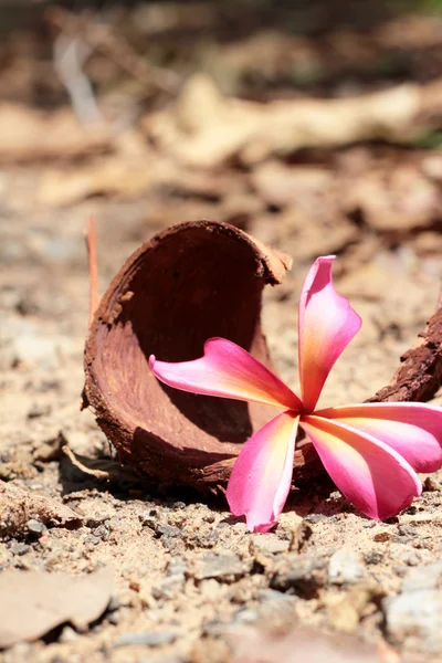 Рожевий frangipani квітка — стокове фото