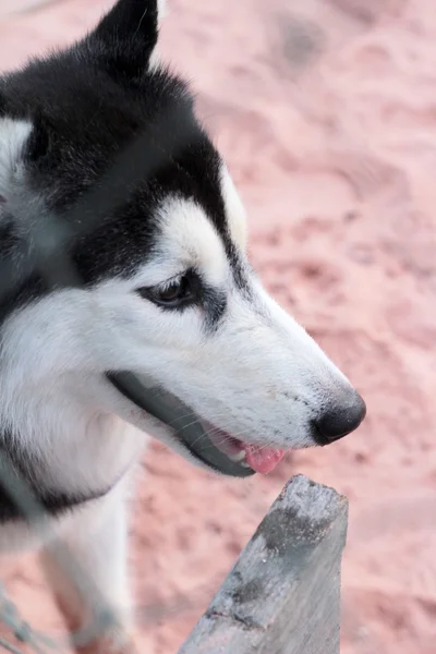 Siberian Husky cane seduto sulla spiaggia — Foto Stock