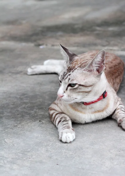 Kucing yang indah duduk dan melihat — Stok Foto