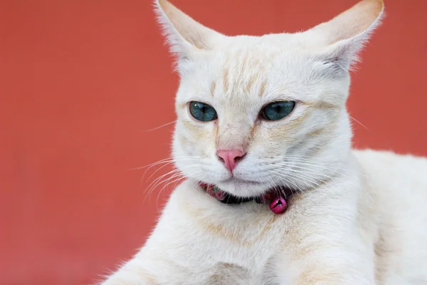 Kočka, krásné posezení a pohledu — Stock fotografie