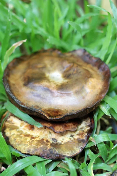 Frische Pilze mit der Natur — Stockfoto