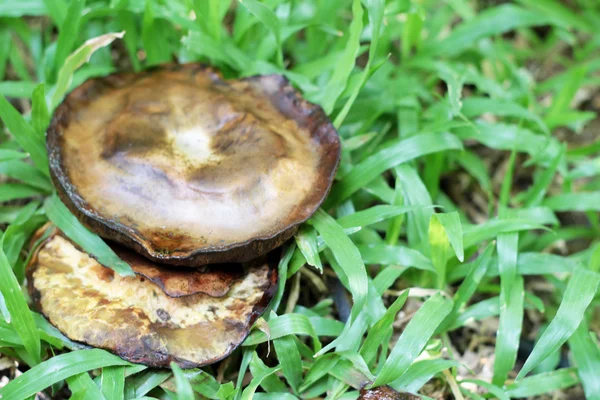 Verse champignons met de natuur — Stockfoto