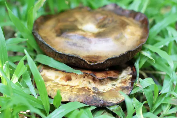 Verse champignons met de natuur — Stockfoto