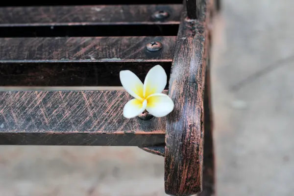 Vita frangipani blomma på bänken stol — Stockfoto