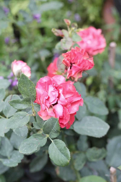 Rosas vintage con la naturaleza — Foto de Stock