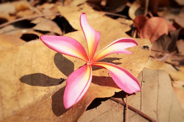 Roze frangipani bloem — Stockfoto