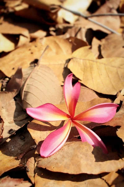 粉红色的鸡蛋花花卉 — 图库照片