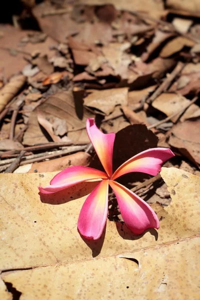 Pink frangipani flower — Stock Photo, Image