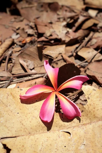 Flor Frangipani rosa — Fotografia de Stock