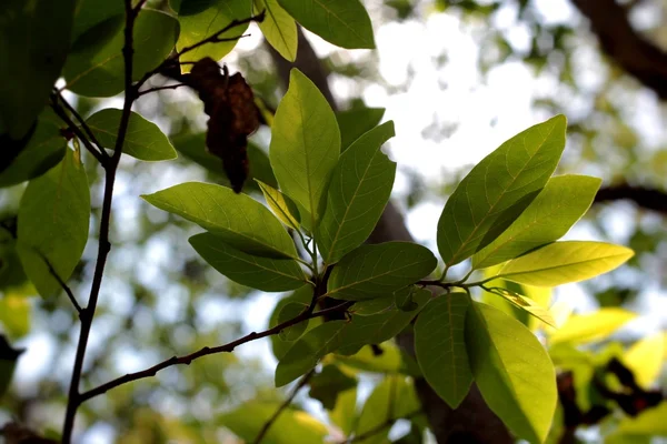 Hojas verdes en otoño con la naturaleza — Foto de Stock