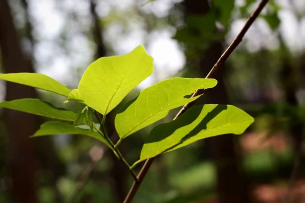 Hojas verdes en otoño con la naturaleza — Foto de Stock