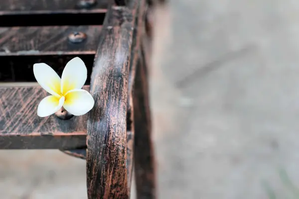 ベンチ椅子に白いプルメリアの花 — ストック写真