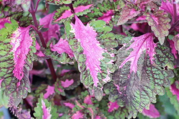 Pink fern with the nature — Stock Photo, Image
