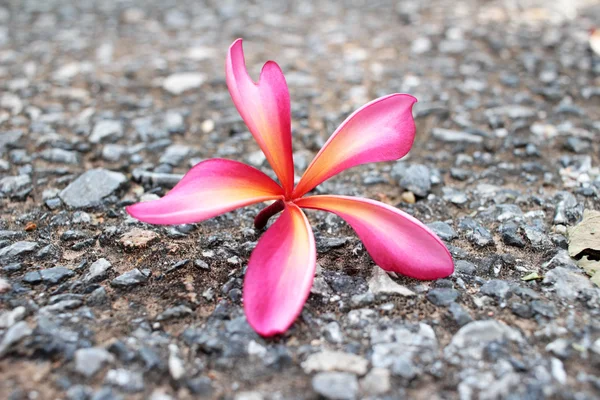 Pink frangipani flower — Stock Photo, Image