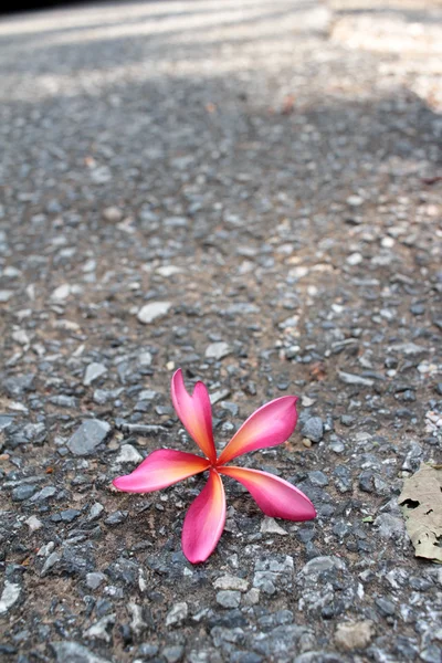 Pink frangipani flower — Stock Photo, Image