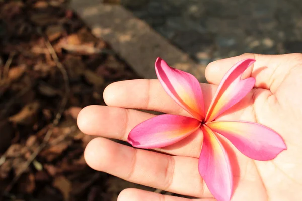 Roze frangipani bloem — Stockfoto