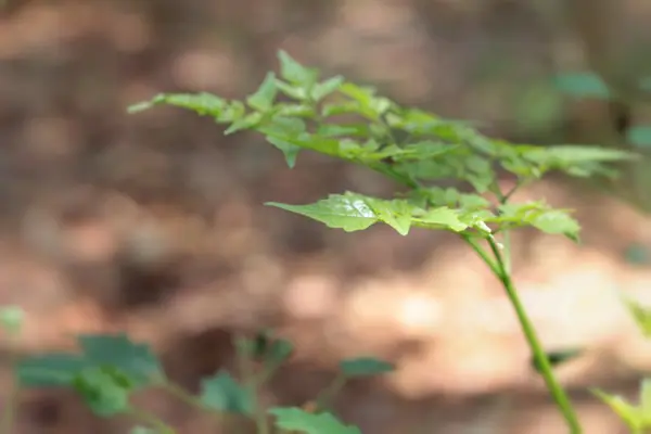 Grüne Blätter im Herbst mit der Natur — Stockfoto