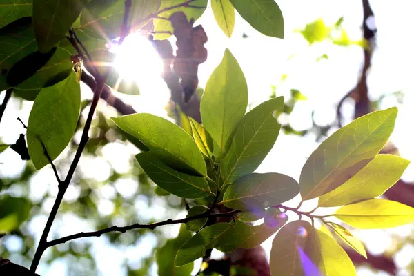 Green leaves in autumn with the nature — Stock Photo, Image