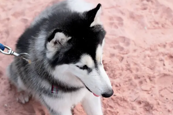 哈士奇狗坐在沙滩上 — 图库照片