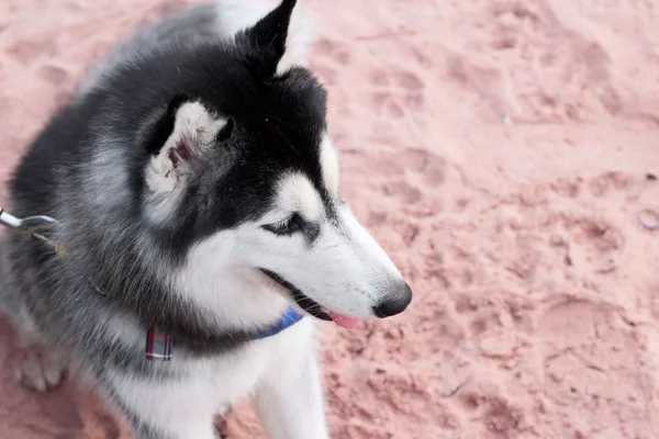 Siberian Husky cane seduto sulla spiaggia — Foto Stock
