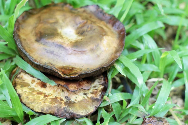 Verse champignons met de natuur — Stockfoto