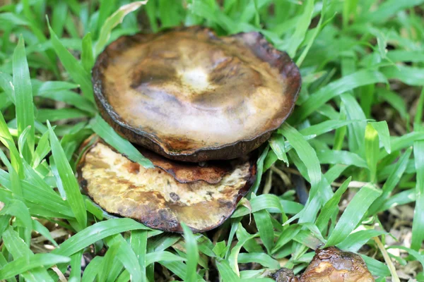 Verse champignons met de natuur — Stockfoto