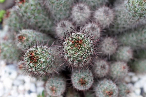 Cierre de cactus con la naturaleza —  Fotos de Stock