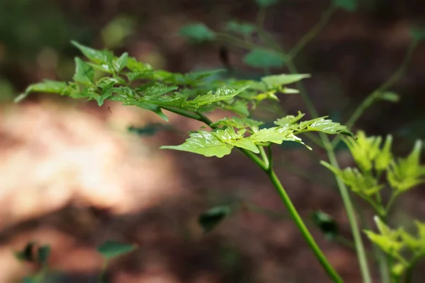 Green leaves in autumn with the nature — Stock Photo, Image