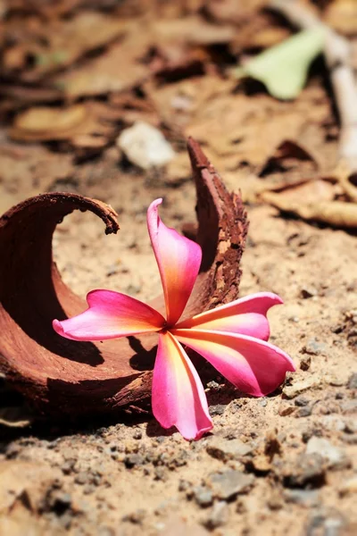 Flor Frangipani rosa — Fotografia de Stock