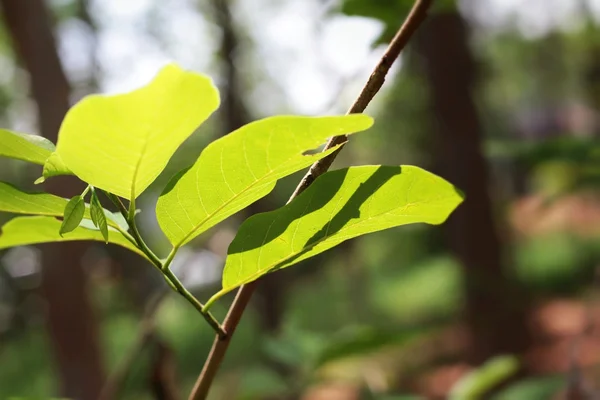 Groene bladeren in de herfst met de natuur — Stockfoto