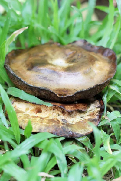 Funghi freschi con la natura — Foto Stock