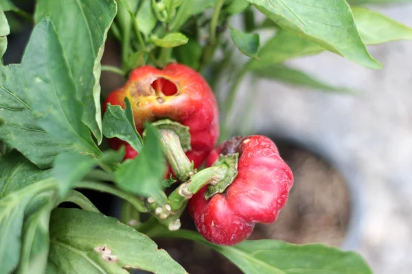 Red chili on tree with the nature — Stock Photo, Image