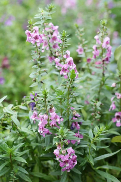 Purpursalvia blüht in der Natur — Stockfoto