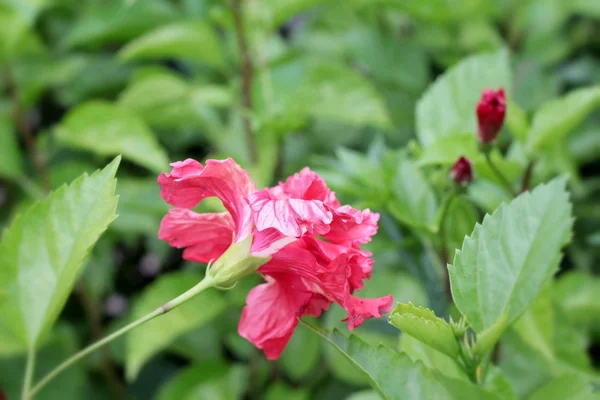 Hibiscus flower - red flower with the nature — Stock Photo, Image