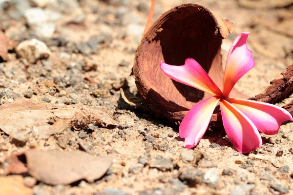 Flor Frangipani rosa — Fotografia de Stock