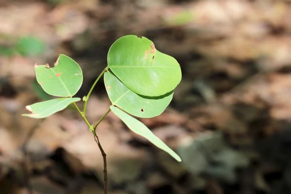 Green leaves in autumn at the nature — Stock Photo, Image