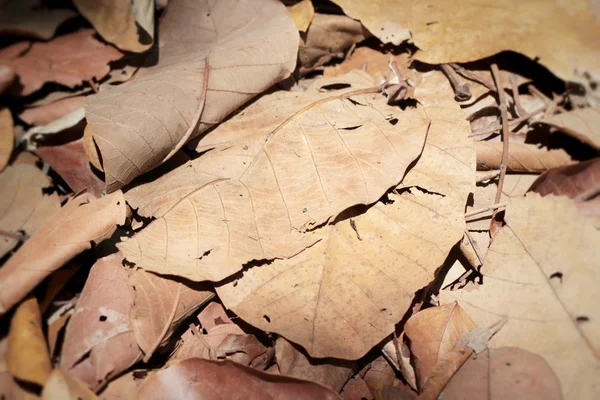 Las hojas secas a la naturaleza — Foto de Stock