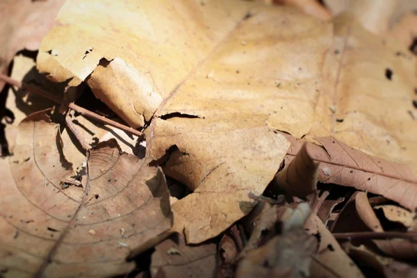 Dried leaves at the nature — Stock Photo, Image