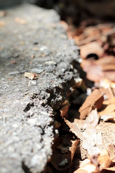 Feuilles sèches et routes asphaltées — Photo