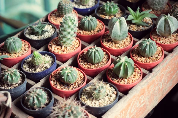 Close-up van de cactus — Stockfoto