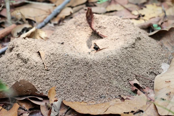 Ants nest — Stock Photo, Image